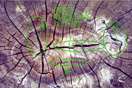 木材的变形:顺纹方向最小,径向较大,弦向最大.